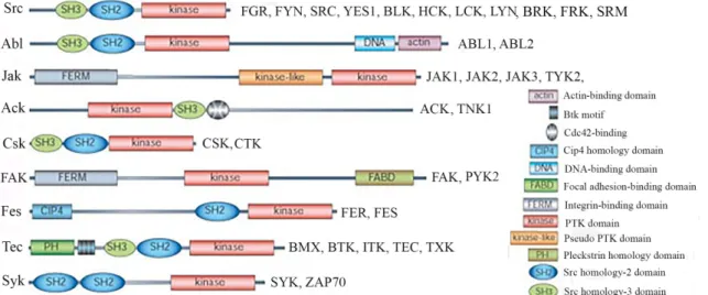 6. ábra Nem receptor tirozin-kináz család (kép forrása: [40]). Az emberi genomban  azonosított 90 tirozin-kináz génből, 32 gén nem receptor tirozin-kinázt kódol