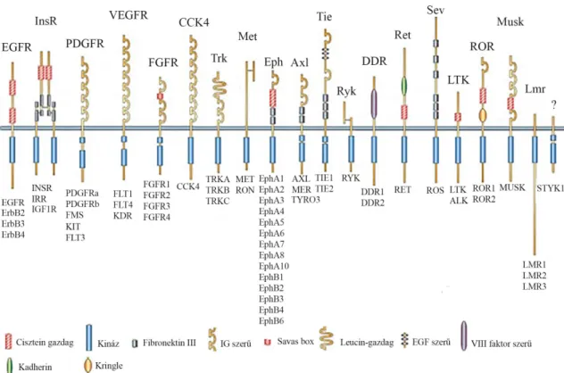 7. ábra Receptor tirozin-kináz család (kép forrása: [40]). A 24 emberi kromoszómából  19  kromoszómánál  (1,  2,  3,  4,  5,  6,  7,  8,  9,  10,  12,  13,  15,  17,  18,  19,  20,  22,  X)  azonosítottak tirozin-kináz géneket [14]