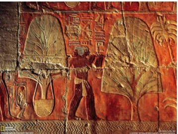 3. ábra Facsemete-szállítást ábrázoló dombormű Hatsepszut templo- templo-mának a falán, Deir el-Bahariban