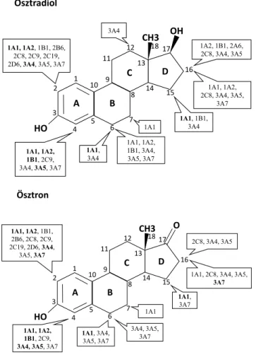 2. ábra Ösztradiol, ösztron CYP-enzimei