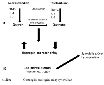 4. ábra Ösztrogén-androgén arány synoviában