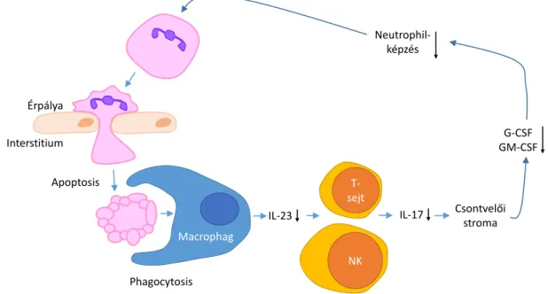 1. ábra: A neutrophilek számának macrophagok általi feedback szabályozása: az IL- IL-23–IL-17–G-CSF tengely
