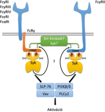 3. ábra: Aktiváló Fc-receptorok proximalis jelátvitele  Az integrinek alacsony affinitású, „zárt” konformációja  Kindlin3  közvetítésével  a  sejt  belsejéből  származó  (inside-out), egyéb receptoroktól (is) induló (pl