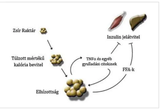3. ábra: Sematikus ábra az elhízás, a gyulladásos citokinek és az inzulin rezisztencia  kapcsolatáról  (Summers 2006) 