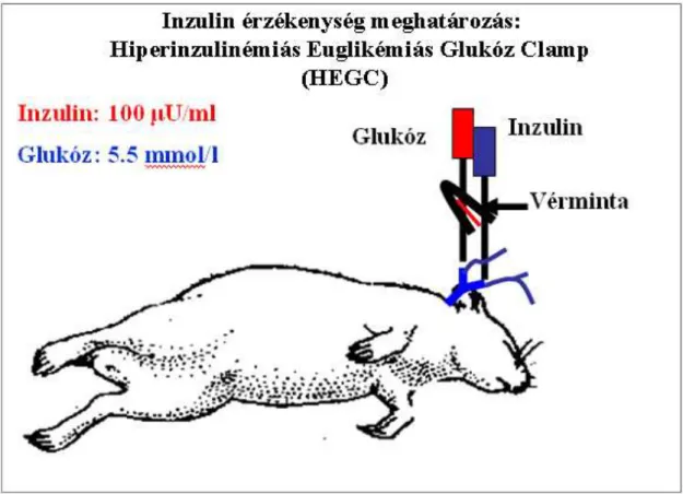 11. ábra: Hiperinzulinémiás euglikémiás glukóz clamp – sematikus ábra 