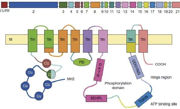 7. ábra: Sematikus ábrázolása a humán ATP7B génnek és fehérjének. A felső  diagram mutatja az 5’ nem-transzlálódó régiót (UTR) és a promotert és az intronok 