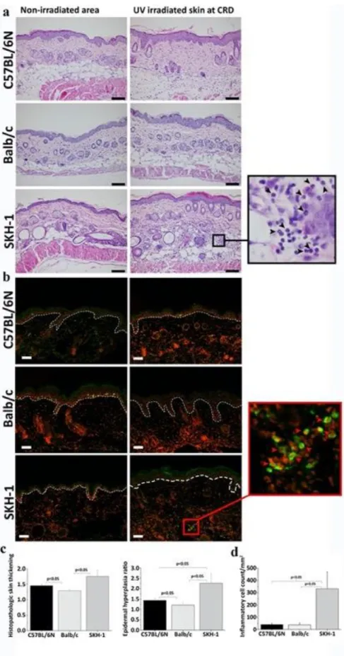 6. ábra UVB-irradiált bőr hisztopatológiai és immunfluoreszcens értékelése 