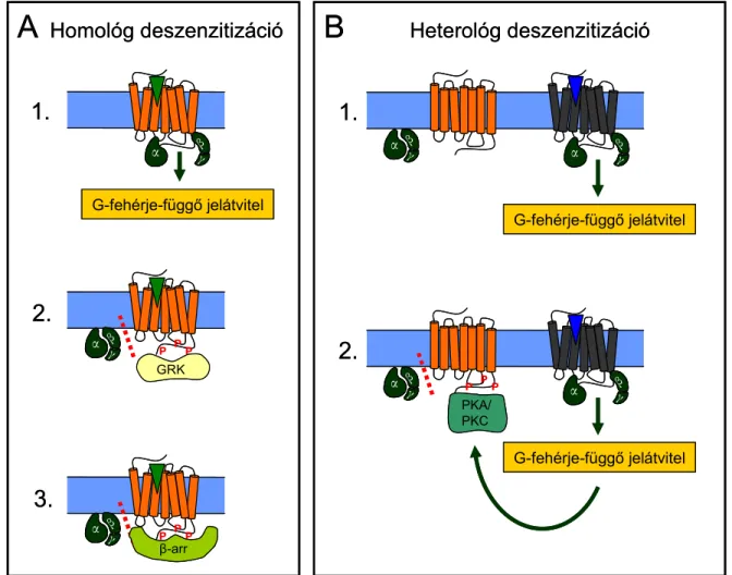 5. ábra A 7-transzmembrán receptorok homológ és heterológ deszenzitizációja 