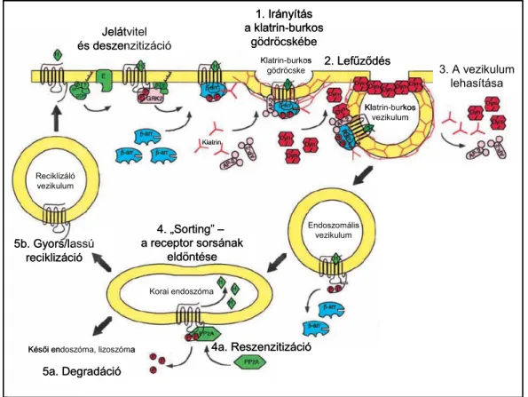 6. ábra A 7-transzmembrán receptorok klatrin-mediált internalizációjának lépései és az  internalizálódott receptor sorsa 