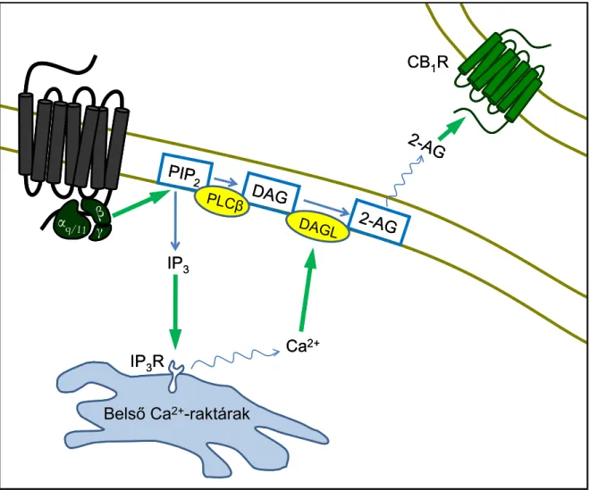 8. ábra A CB 1 R transzaktivációja G q/11 -fehérjéhez kapcsolt receptorokon keresztül 