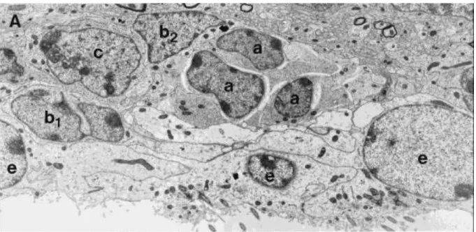 3. ábra A szubventrikuláris zónában található sejttípusok elektronmikroszkópos képe 