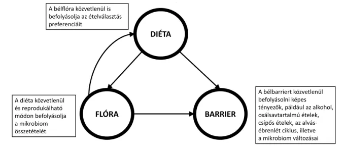 1. ábra A diéta, a mikrobiom és a bélbarrier komplex összefüggése