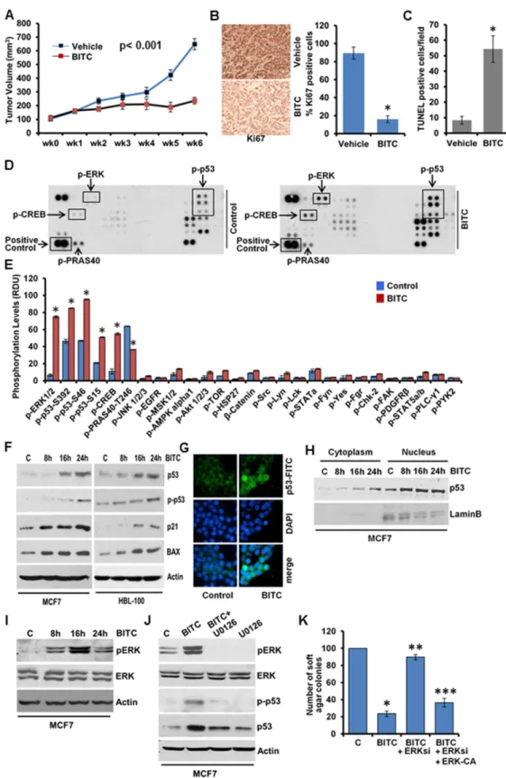 Figure 1.  BITC inhibits breast tumor growth in nude mice. Human phospho-antibody array analyses reveal  BITC-induced increased phosphorylation of p53 and ERK and BITC induces p53-phosphorylation in an  ERK-dependent manner