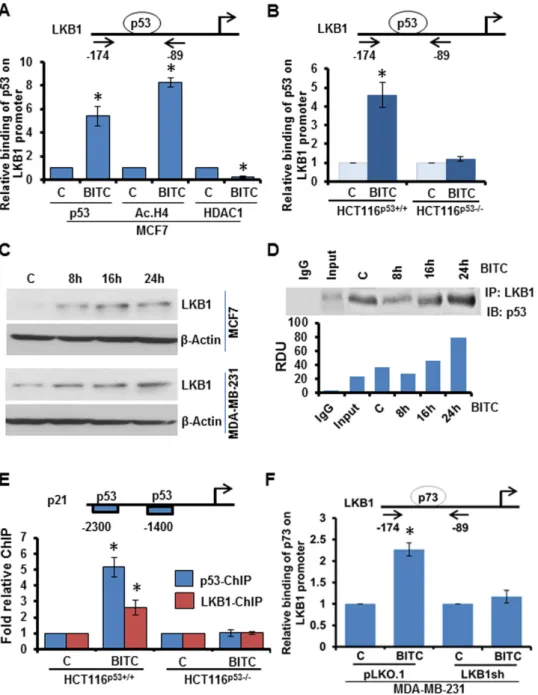 Figure 5.  BITC induces functional interactions between p53, p73 and LKB1. (A) Soluble chromatin  was prepared from MCF7 cells treated with 2.5  μ  M BITC as indicated and subjected to chromatin 
