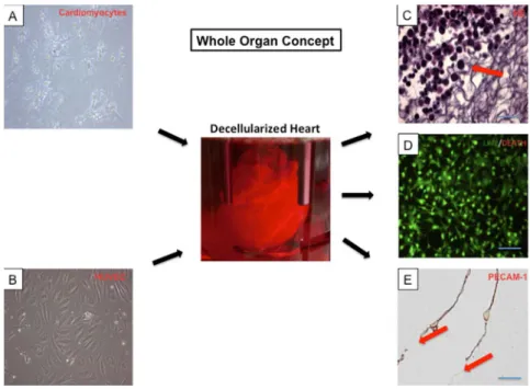 Figure 6. Whole organ concept. Cardiomyocytes (A, 606 magnification) and human umbilical vein endothelial cells (HUVEC) (B, 60 6 magnification) were reseeded in the decellularized porcine heart (center)