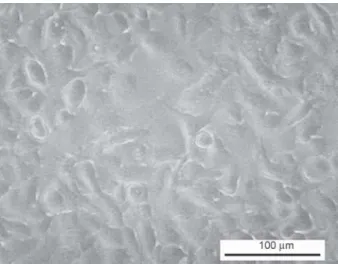Figure 4. A549 cells after 72h incubated in cell media which previously contained a soaked PVA electrospun scaffold.