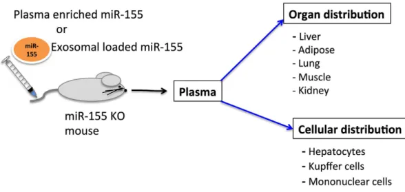 Figure 4.  Summary of miR-155 biodistribution. 
