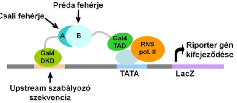 5. ábra. Az éleszt˝o két-hibrid rendszer. A Gal4 transzkripciós aktivátor két doménjét külön-külön, a két vizsgált fehérjével fúziós fehérjeként expresszáltatjuk