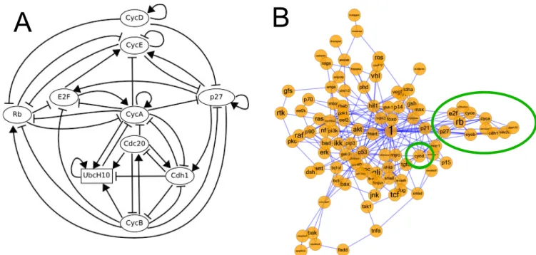 9. ábra. A Fauré és mtsai. (2006) és a Fumiã és Martins (2013) által összeállított dinami- dinami-kus jelátviteli hálózat összehasonlítása