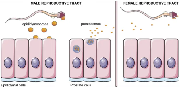 Fig. 9. EVs in the male reproductive tract and seminal plasma.