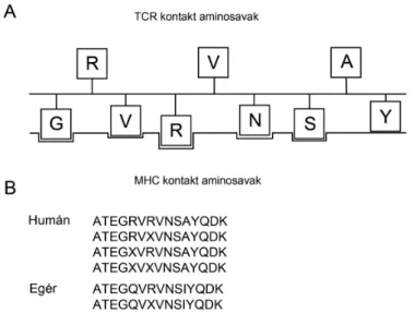 8. ábra: Humán és egér szintetikus peptidszekvenciák. (A) Humán ATE peptidepitóp  korábban azonosított funkciójú aminosavai (B) A kísérletekben használt 