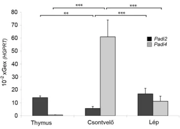 11. ábra: Pad izoenzimek relatív génexpressziója. A Pad enzimeket kódoló Padi gének  expresszióját  4  hetes  BALB/c  egerekből  izolált  thymus,  lép  és  csontvelő  eredetű  sejtekben  vizsgáltuk  (n=6)