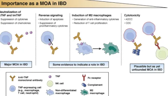 Figure 1. Established and possible mechanisms of action of in ﬂ iximab and some other anti-TNF monoclonal antibodies in IBD.