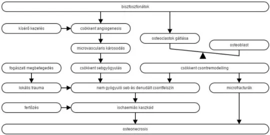 11. ábra: Az oszteonekrózis létrejöttének egy modellje: Wyngaert 2007   A  BRONJ  és  a  fertőzött  oszteoradionekrózis  szövettani  összehasonlításakor  néhány  érdekes  különbséget  figyeltek  meg