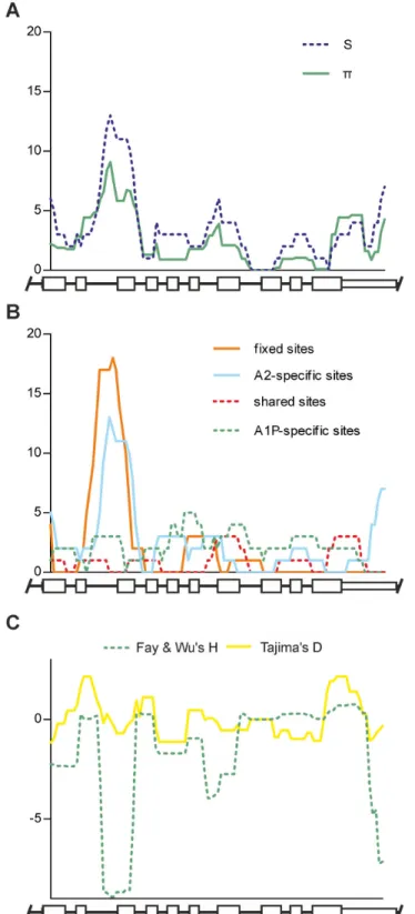 Figure 5.  Sliding window plots of different genetic features.  Schematic CYP21 genes are indicated below the plots, high white boxes symbolize the exons, low white boxes represent the untranslated regions, and black lines indicate the introns and flanking