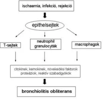 5. ábra. A bronchiolitis obliterans kialakulásában szerepet játszó mechanizmusok vázlatosan 