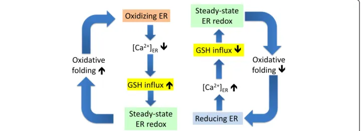 Fig. 9 Schematic representation of feedback loops that connect ER Ca 2+ loading, GSH influx, and oxidative protein folding