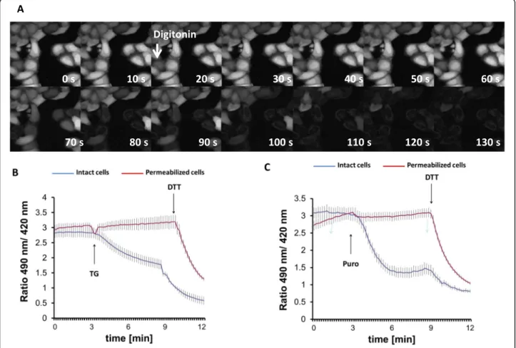 Fig. 3 Permeabilization of the plasma membrane prevents thapsigargin-induced ER lumen reduction
