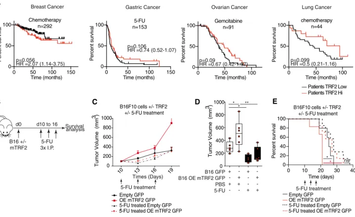 Figure 7 . TRF 2 upregulation enhances the response to chemotherapies targeting MDSC.