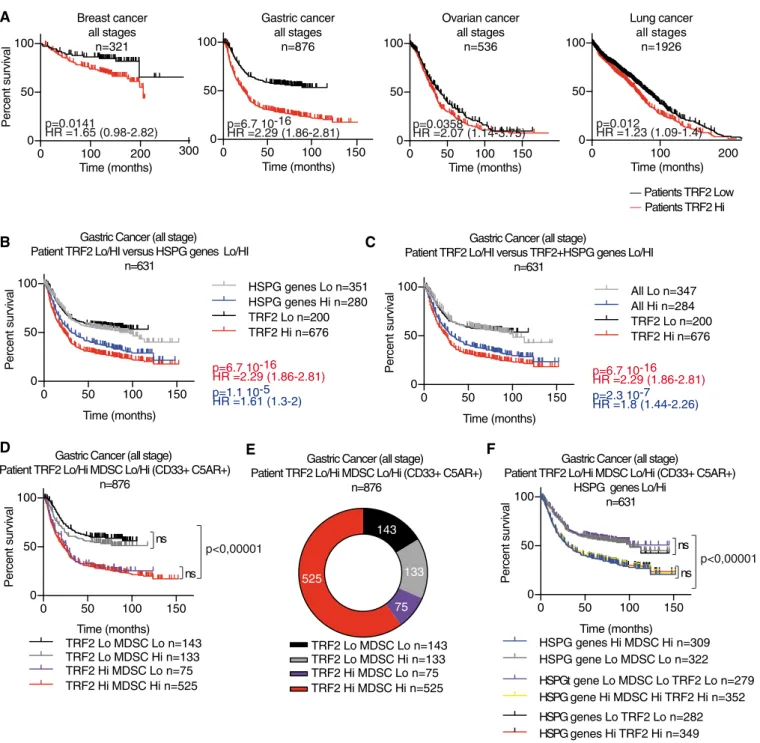 Figure 8. TRF2 upregulation in human malignancies is associated with a poor prognosis, high expression of HSPG genes, and MDSC infiltration.