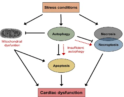 Figure 2. Schematic representation of stress-induced cell responses. 