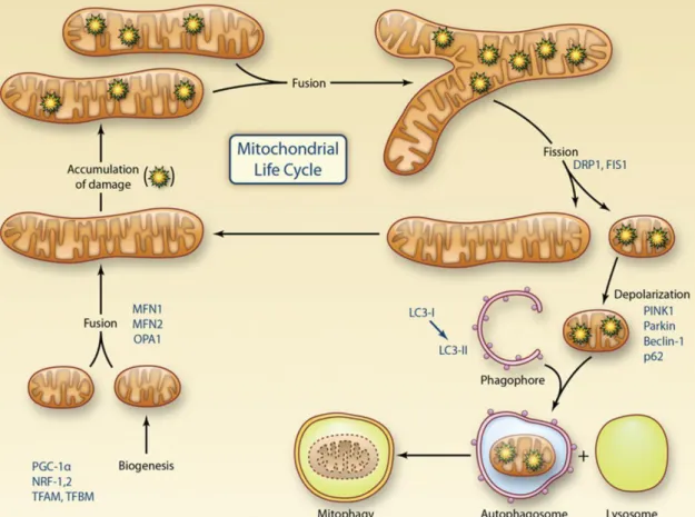 Figure  3.  Representation  of  the  mitochondrial  life  cycle  including  the  role  of  mitochondrial dynamics and mitophagy in quality control