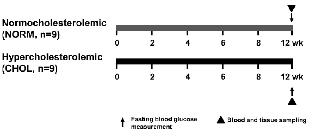 Figure 5. Experimental protocol for assessing the effect of hypercholesterolemia in vivo