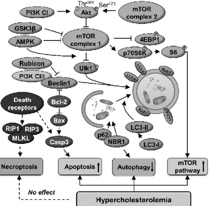 Figure 4. Schematic representation of the cardiac effect of hypercholesterolemia on  autophagy, apoptosis, necroptosis and mTOR pathways.