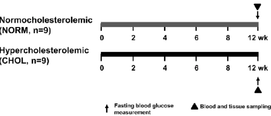 Figure 1. Experimental protocol for assessing the effect of hypercholesterolemia in  vivo