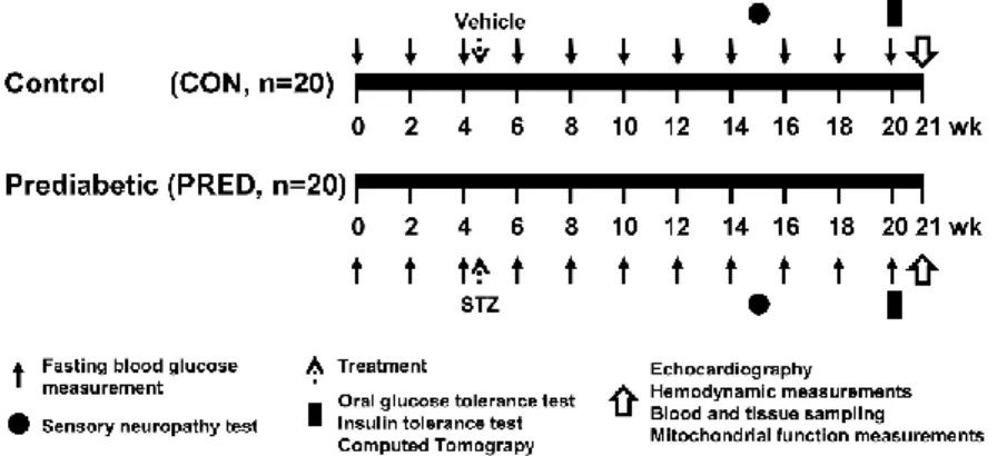 Figure 2. Experimental protocol for assessing the effect of prediabetes in vivo. 