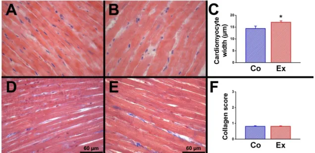 Figure 6. Histological evaluation of exercise-induced hypertrophy 