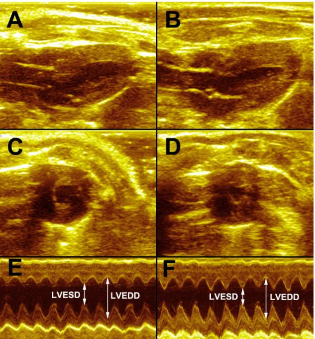 Figure 8. Representative images of echocardiographic assessment 
