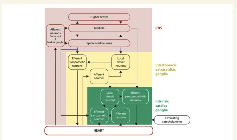 Figure 1 Hierarchy of cardiac innervation to the heart. This figure shows the complex and hierarchal interactions between the different components of the neural pathways of the CNS, intrathoracic extracardiac ganglia, and intrinsic cardiac ganglia of the i