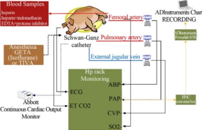 Figure 3. Assessing CARPA and cardiopulmonary distress by  nanoparticles in the pig (Szebeni et al