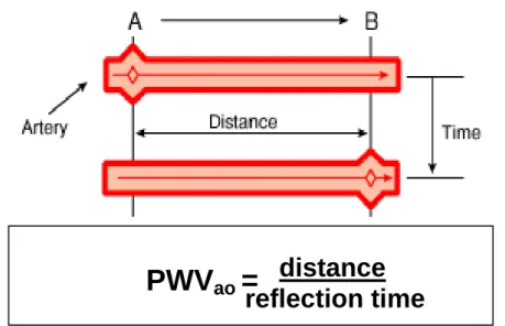 Figure 5. Measurement of aortic pulse wave velocity based on forward traveling  wave between points A and B