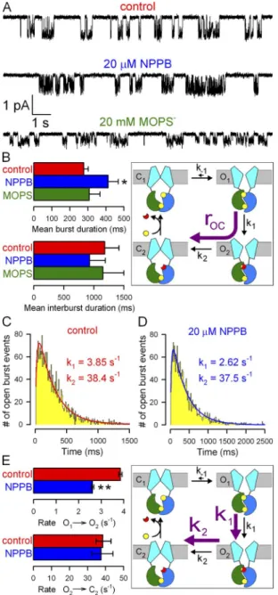 Figure  5.   Effects  of  NPPB  and  MOPS    on  WT  CFTR  micro- micro-scopic  steady-state  gating  parameters