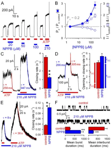 Figure  6.   Gating  stimulation  by  NPPB  is  largely  voltage  inde- inde-pendent.  (A)  Dose-dependent  stimulation  by  NPPB  of   steady-state macroscopic WT CFTR currents in 2 mM ATP at +60 mV