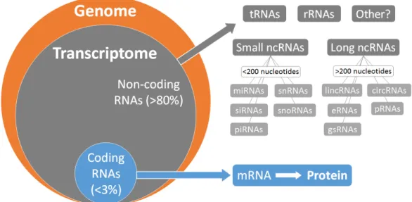 Figure 1. Coding and non-coding RNAs in the human genome. tRNAs, transfert RNAs; rRNAs,  ribosomal RNAs; ncRNAs, noncoding RNAs; miRNAs, microRNAs; siRNAs, small-interfering  RNAs; snRNAs, small nuclear RNAs; snoRNAs, small nucleolar RNAs; piRNAs, piwi-int