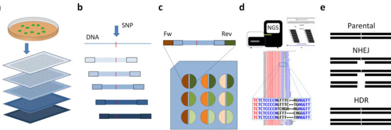Figure 3. High-throughput sequencing pipeline and barcoding strategy