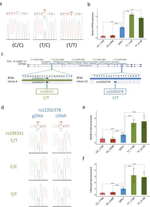 Figure 5. Genotypic status at rs339331 causally affects RFX6 gene expression, HOXB13 binding,  and the H3K4me2 histone modification